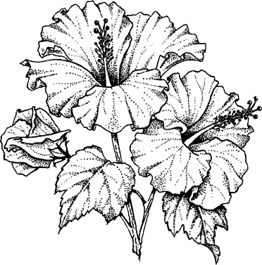 Hibiscus Alb conservat