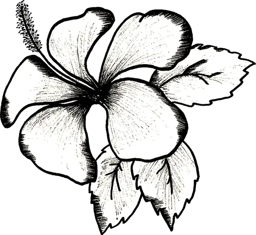 Hibiscus rosu conservat