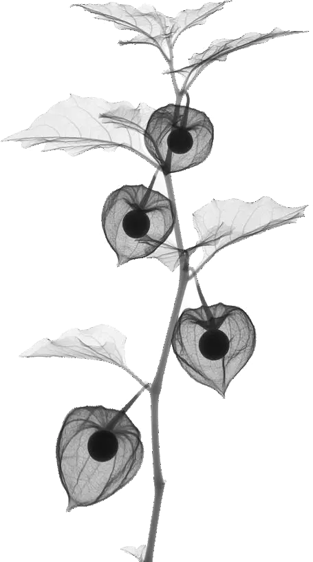 Lampion chinezesc conservat