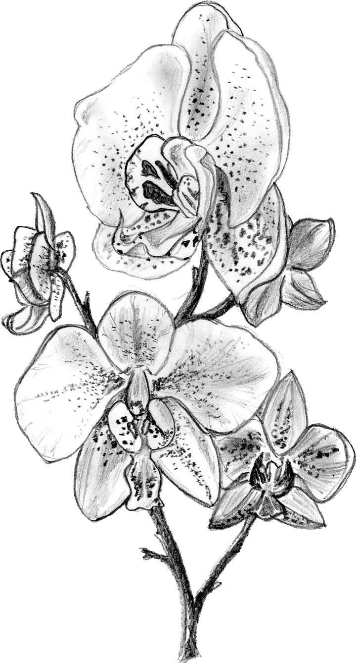 Orhidee japoneza conservata