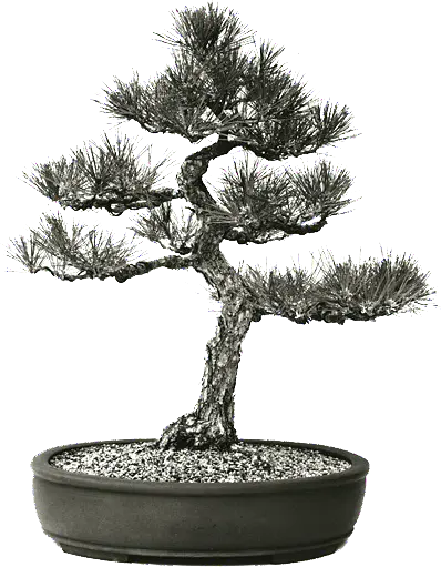 Pin japonez conservat