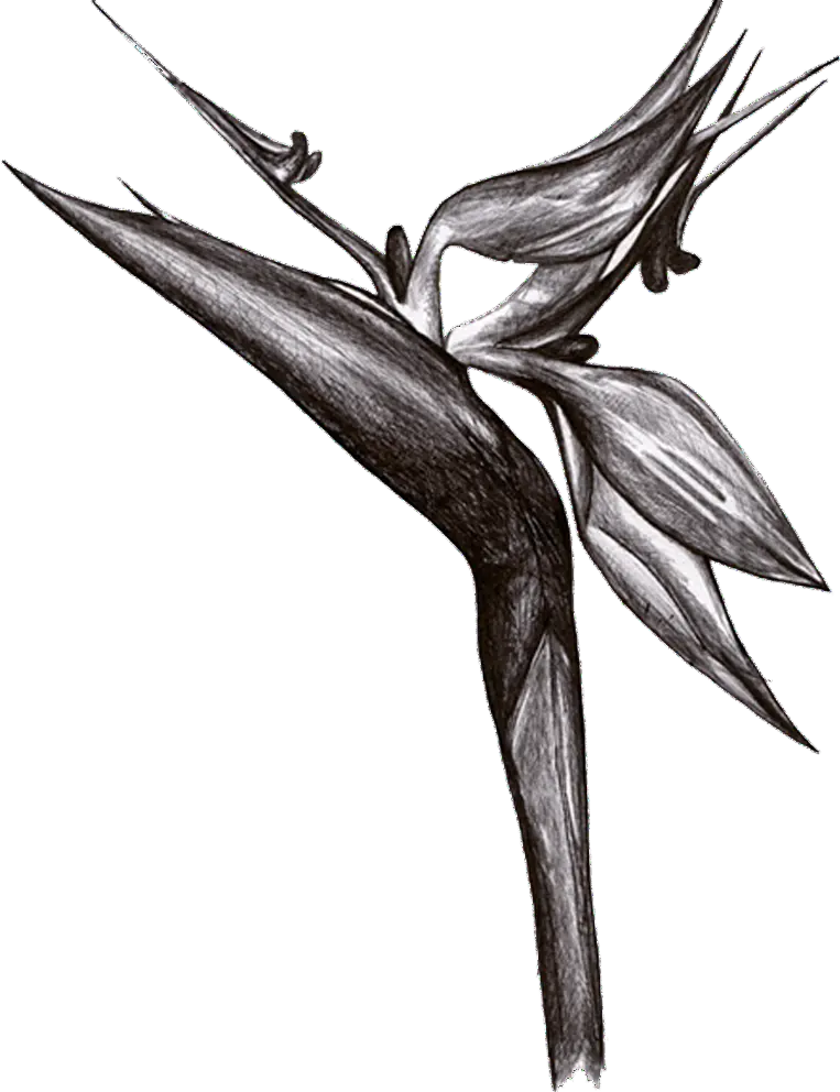 Strelitzia conservata