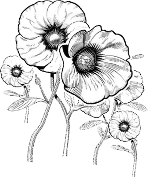 Trandafirul desertului conservat